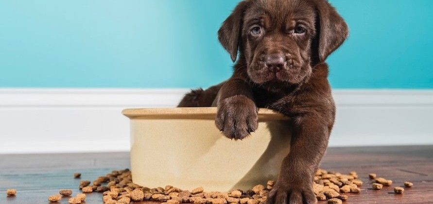 Un estudio muestra beneficios medioambientales de la comida a base de plantas para perros en el Reino Unido